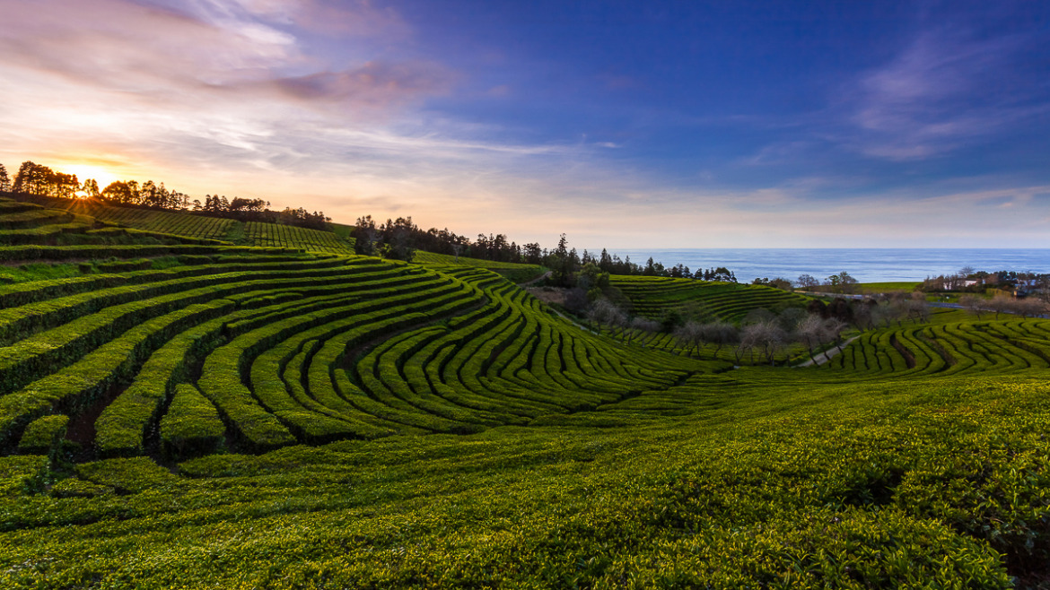 Chá nos Açores – Uma chávena de Céu na Terra